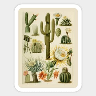 Botanical Cacti Sticker